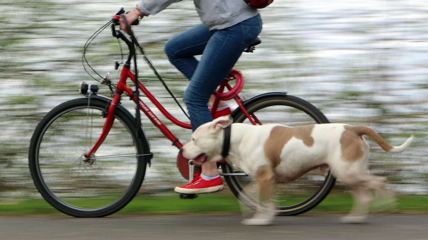 Ein Mann fährt mit seinem Hund Fahrrad: In Baden-Württemberg wurde ein Kind von einem Hund attackiert.