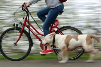 Ein Mann fährt mit seinem Hund Fahrrad: In Baden-Württemberg wurde ein Kind von einem Hund attackiert.