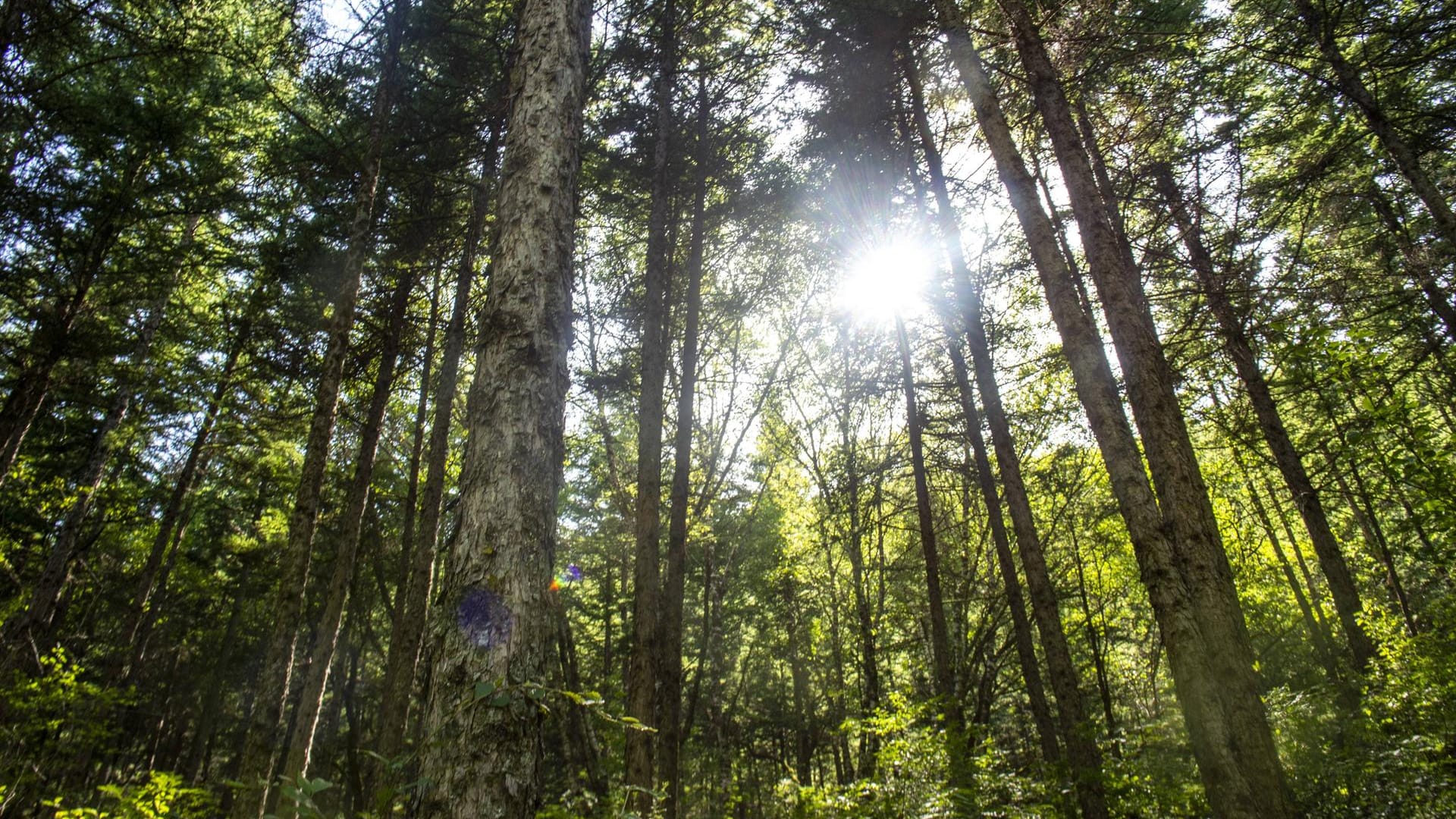 Ein Wald: In Karlsruhe müssen viele Bäume aufgrund der Hitze gefällt werden.