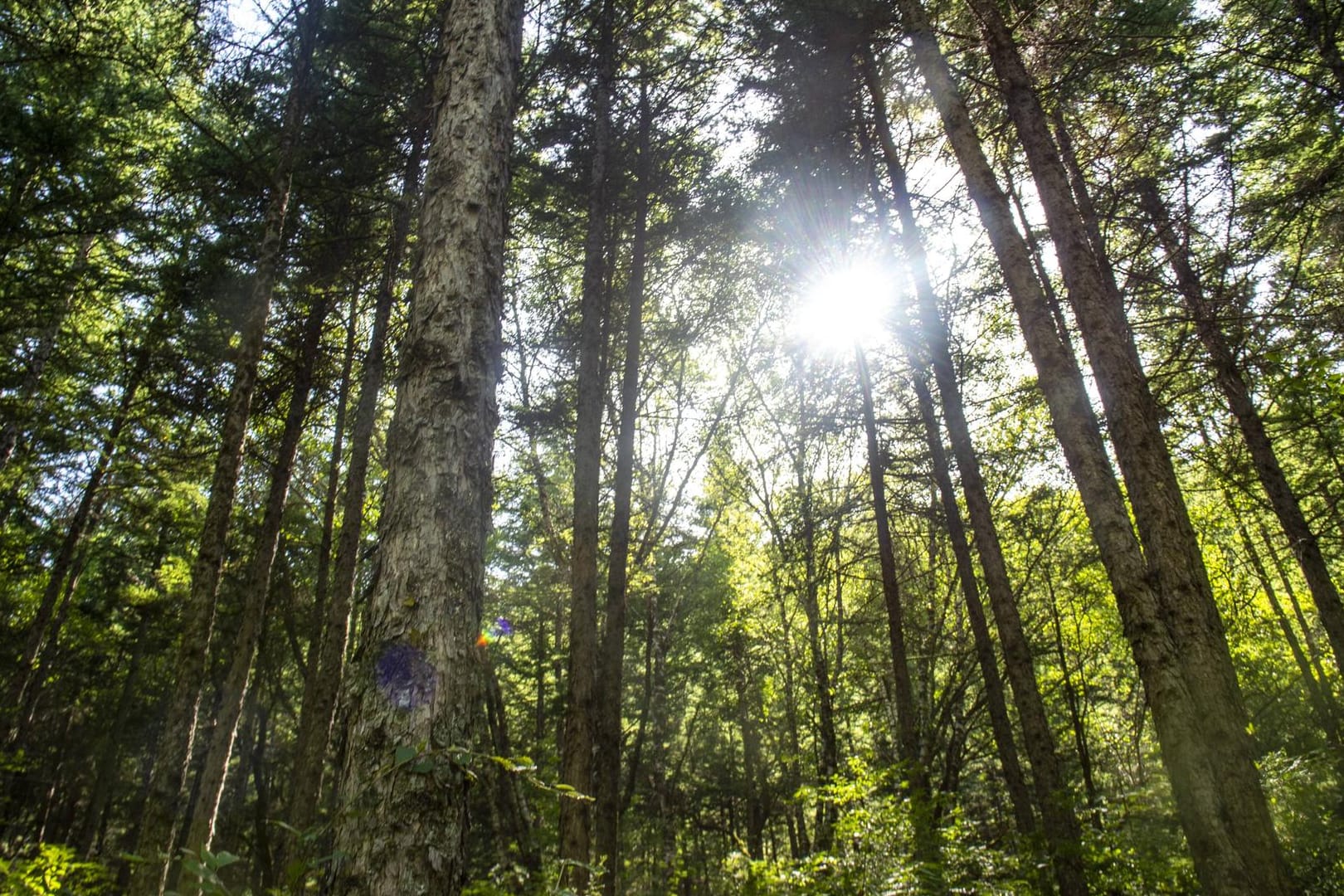 Ein Wald: In Karlsruhe müssen viele Bäume aufgrund der Hitze gefällt werden.