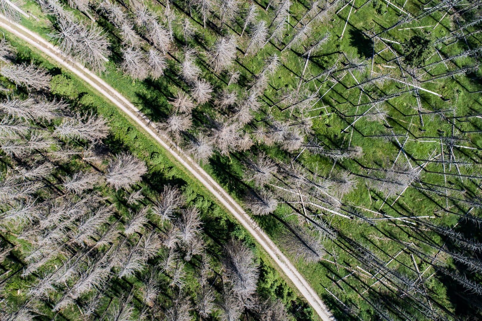 Vom Fichtenborkenkäfer befallene Fichten im Harz: Politiker fordern einen Masterplan für den Wald.