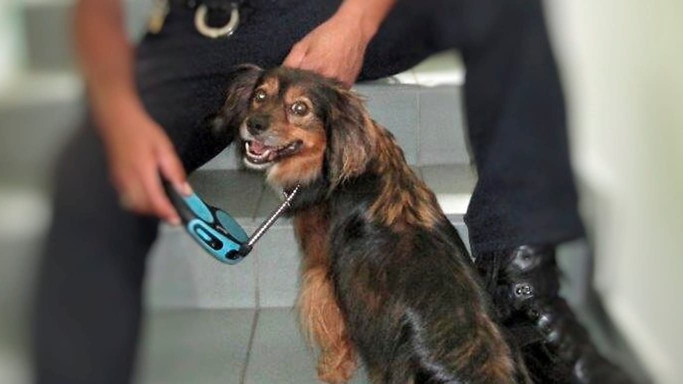 Hund Oli bei der Polizei Westhessen: Der kleine Ausreißer ist 200 Kilometer durch Deutschland gereist.