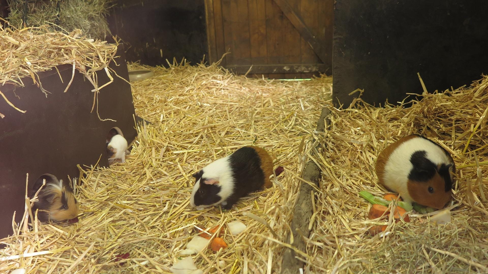 Viel Platz zum Toben: In der neuen Anlage können die Meerschweinchen durch eine Scheibe auch im Innenbereich beobachtet werden. Viel Platz zum Toben: In der neuen Anlage können die Meerschweinchen durch eine Scheibe auch im Innenbereich beobachtet werden.