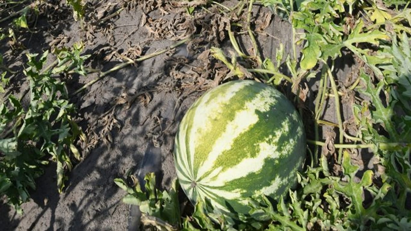 Wassermelonen sind reif, wenn das kleine ohrenförmige Blatt am Stielgrund sich von grün nach gelblich verfärbt.