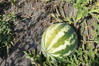 Wassermelonen sind reif, wenn das kleine ohrenförmige Blatt am Stielgrund sich von grün nach gelblich verfärbt.