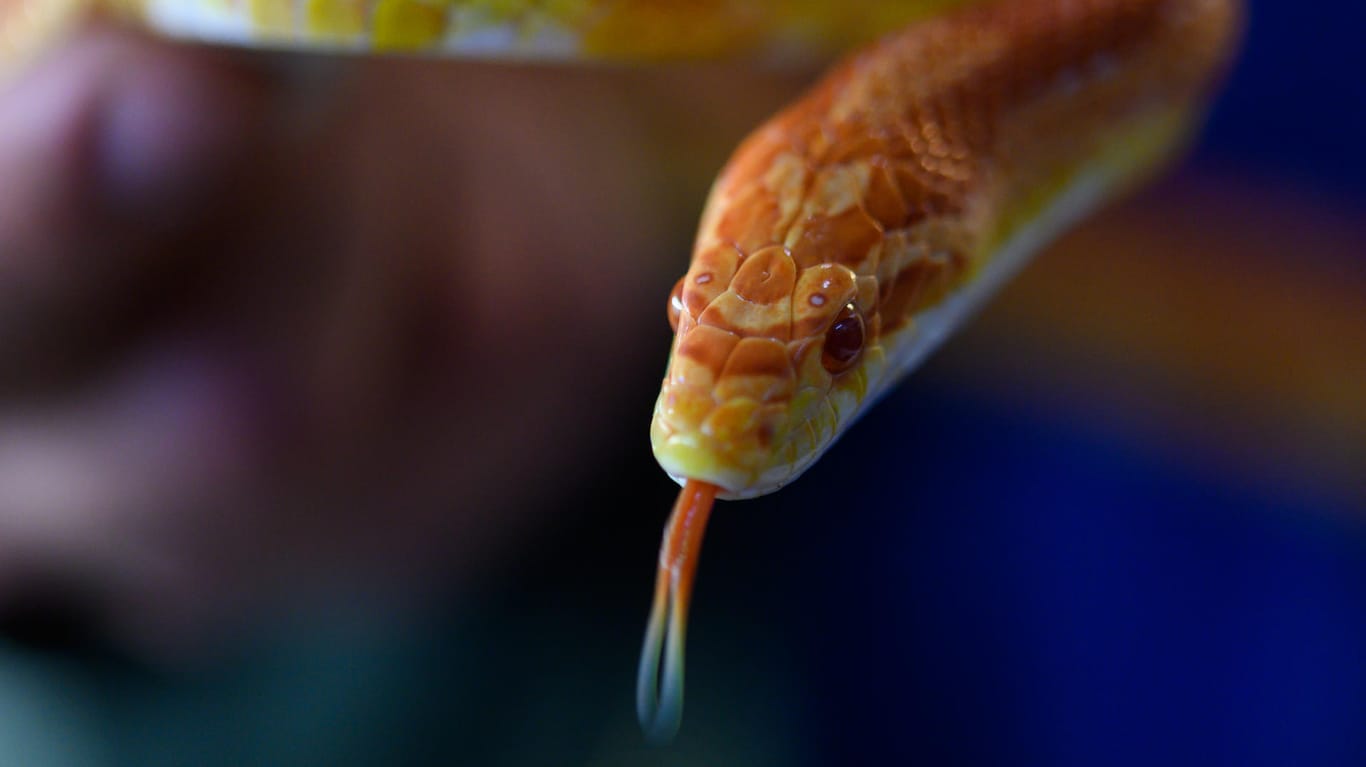 Eine Kornnatter: Ein Experte konnte die entdeckte Schlange als Kornnater identifizieren. (Symbolbild)