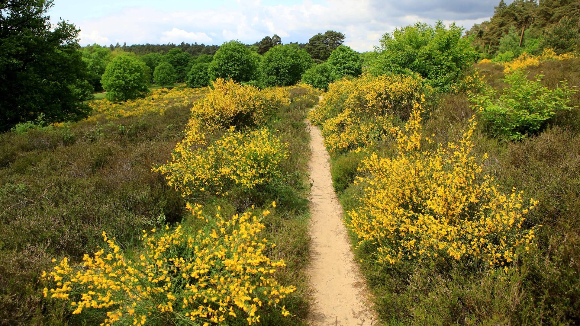 Blühende Pflanzen in der Wahner Heide: Sie liegt zwischen Mündung der Sieg und der Dhünn.