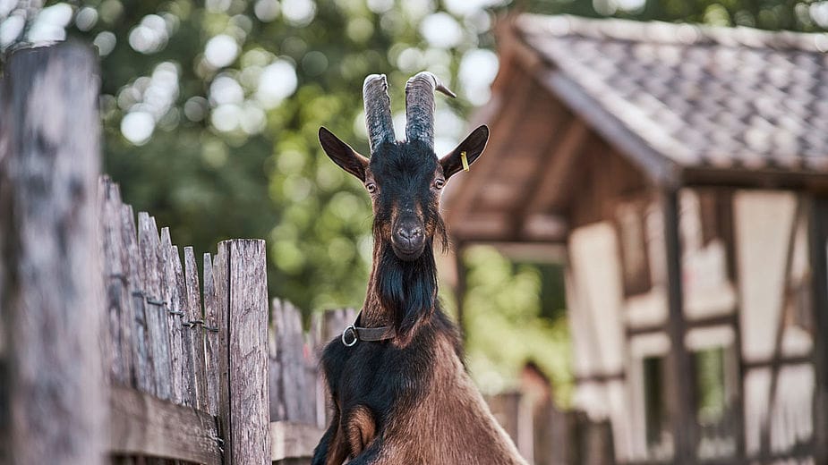 Hennes VIII: Die Zeit ist gekommen, von dem Geißbock Abschied zu nehmen.