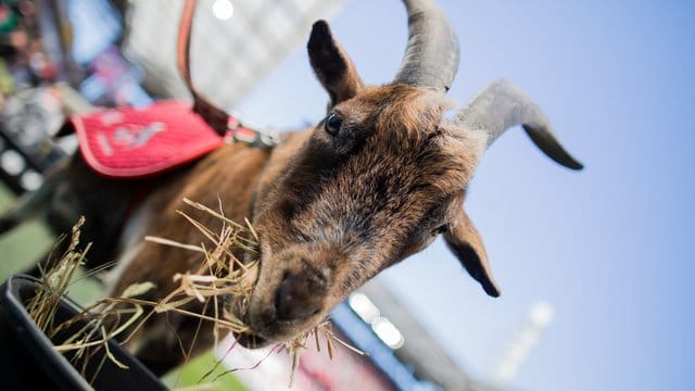 Der Kölner Geißbock Hennes VIII.