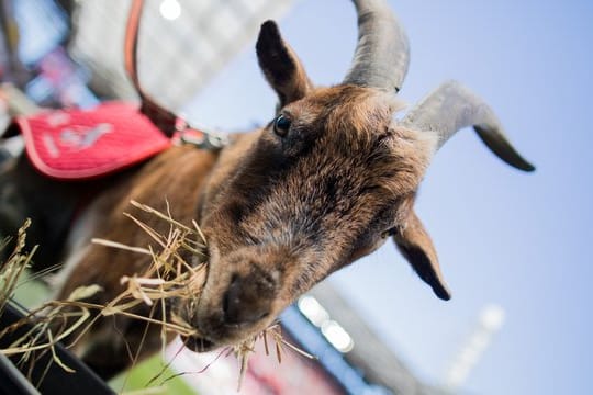 Der Kölner Geißbock Hennes VIII.