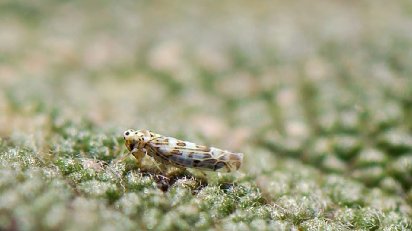 Zikaden sind zwei bis vier Millimeter groß und tragen ein gelbliches bis gräulich-grünes Fleckenmuster.