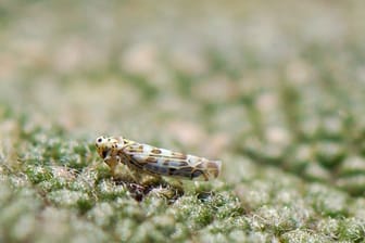Zikaden sind zwei bis vier Millimeter groß und tragen ein gelbliches bis gräulich-grünes Fleckenmuster.