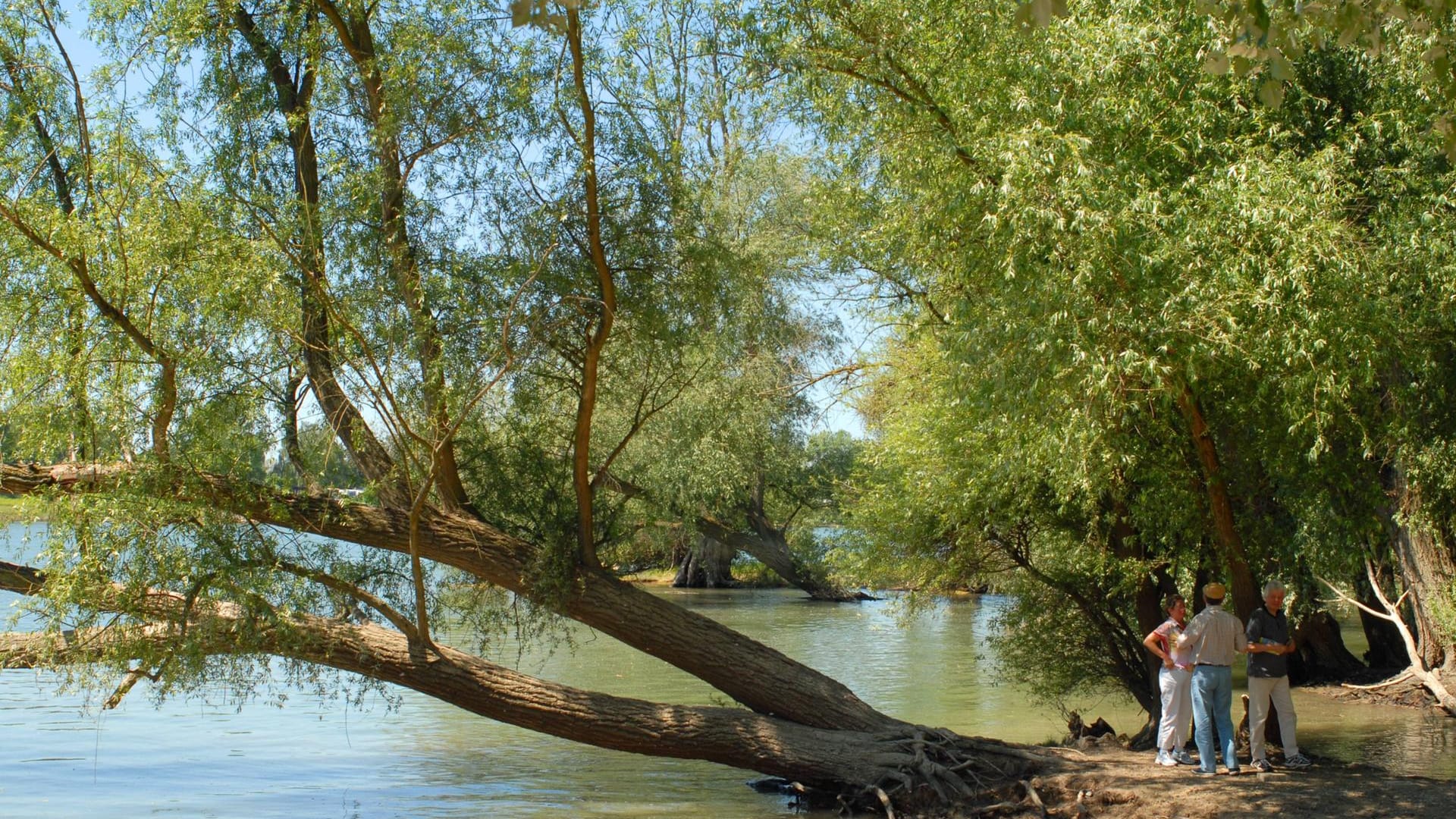 Der Altrhein bei Mannheim: Es gibt eine lange Liste von Rheinaltgewässern.