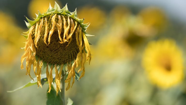 Eine vertrocknete Sonnenblume: Das Wetter in Frankreich und in den Niederlanden war besonders ungewöhnlich. (Archivbild)