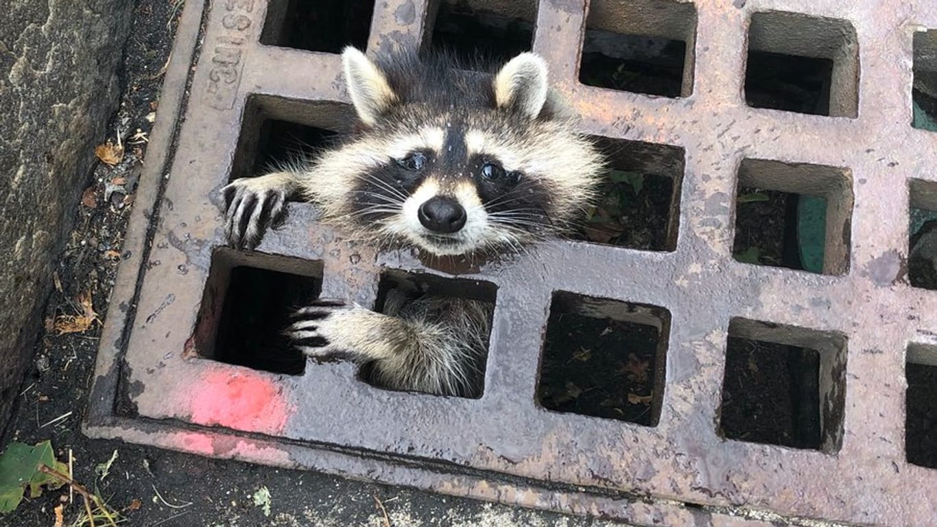 Steckengeblieben: Diesen Waschbären konnte die Feuerwehr im Städtchen Newton (Massachusetts) nach mehreren Stunden befreien.