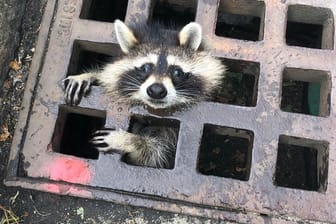 Steckengeblieben: Diesen Waschbären konnte die Feuerwehr im Städtchen Newton (Massachusetts) nach mehreren Stunden befreien.