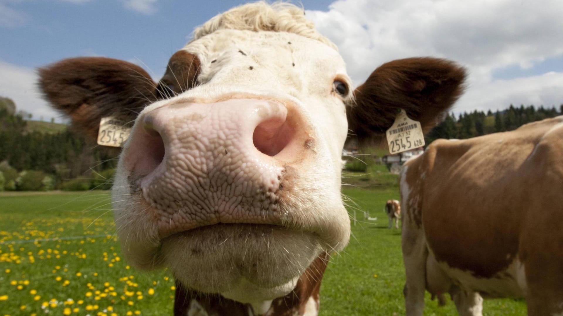 Kuh: In Thüringen sind einige Tiere ausgebrochen und sind auf eine Kreisstraße gelaufen. (Symbolbild)