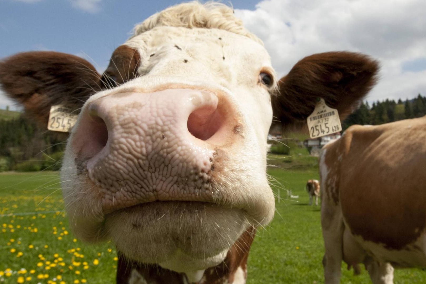 Kuh: In Thüringen sind einige Tiere ausgebrochen und sind auf eine Kreisstraße gelaufen. (Symbolbild)