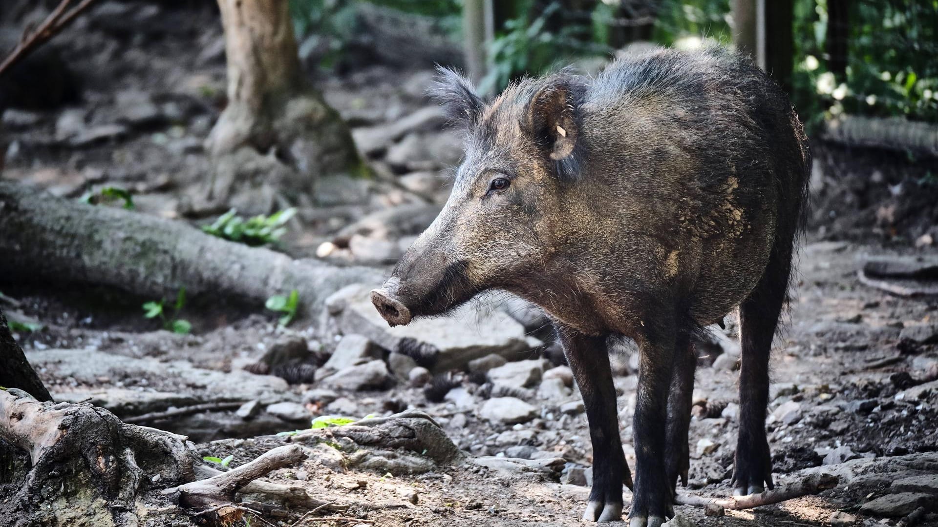 Ein Wildschwein im Wildgehege: Diese sind besonders beliebt bei Familien mit Kindern.