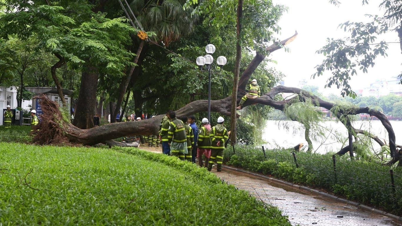 Umgestürzter Baum in Vietnam: Durch Taifun "Wipha" sind bereits mindestens fünf Menschen gestorben.