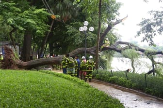 Umgestürzter Baum in Vietnam: Durch Taifun "Wipha" sind bereits mindestens fünf Menschen gestorben.