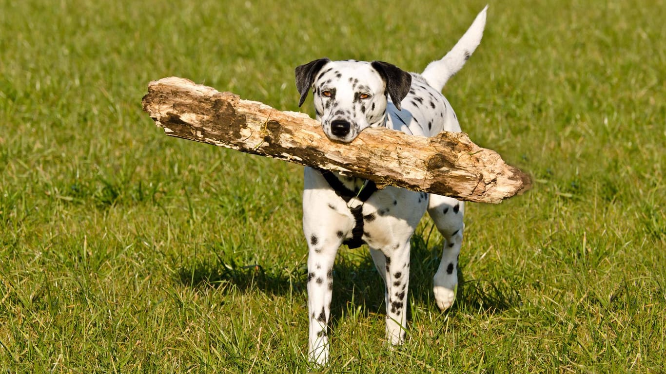 Ein Dalmatiner mit einem großen Ast: Auch im Sommer freut sich ihr Hund über Auslauf.