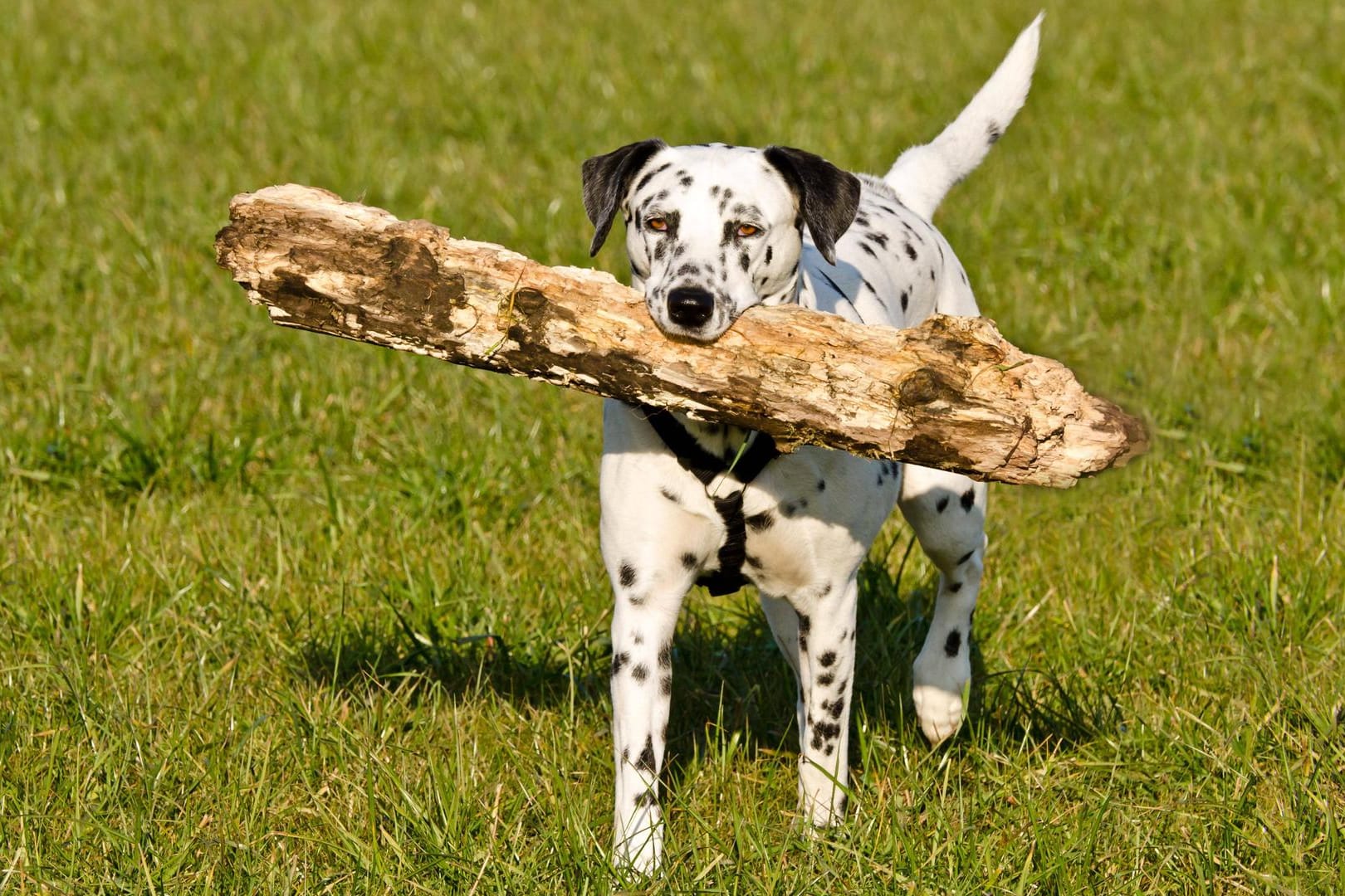 Ein Dalmatiner mit einem großen Ast: Auch im Sommer freut sich ihr Hund über Auslauf.