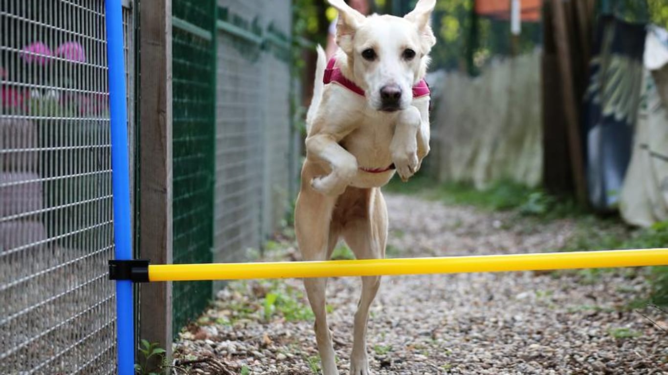 Ein Hund springt über ein Hindernis: Auf dem Hundespielplatz in Karlsruhe ist für Beschäftigung gesorgt.