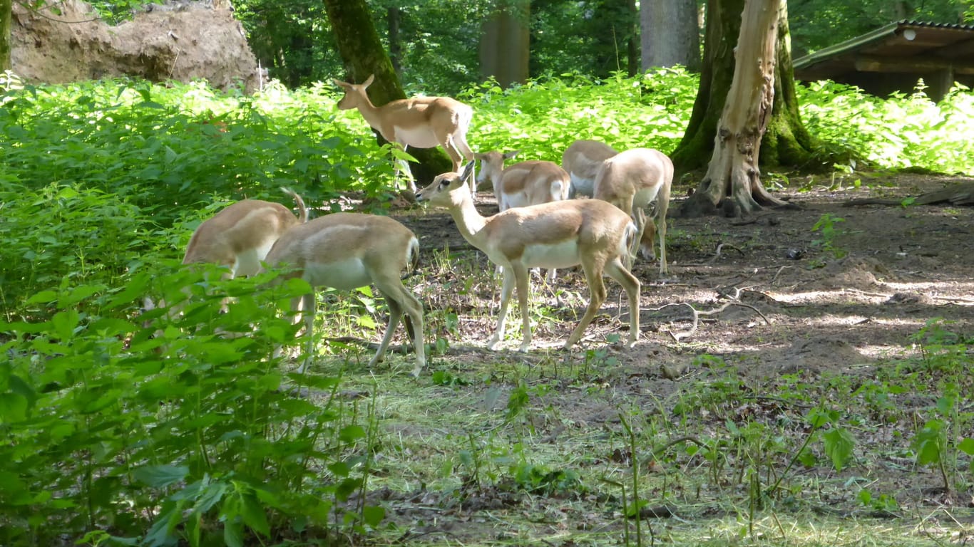 Hirschziegenantilopen im Tierpark Oberwald: Das Mitführen von Hunden ist hier erlaubt.