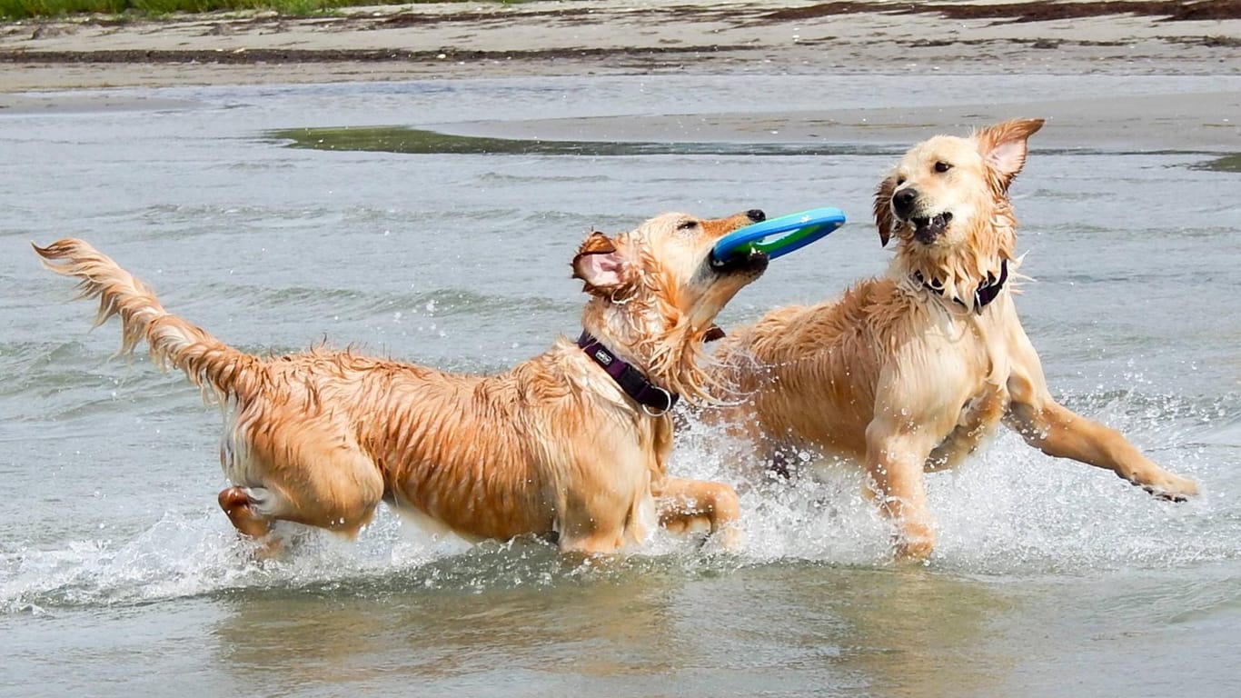 Zwei Golden Retriever spielen im Wasser mit einem Frisbee: Im Sommer tut eine Abkühlung Ihrem Hund gut.