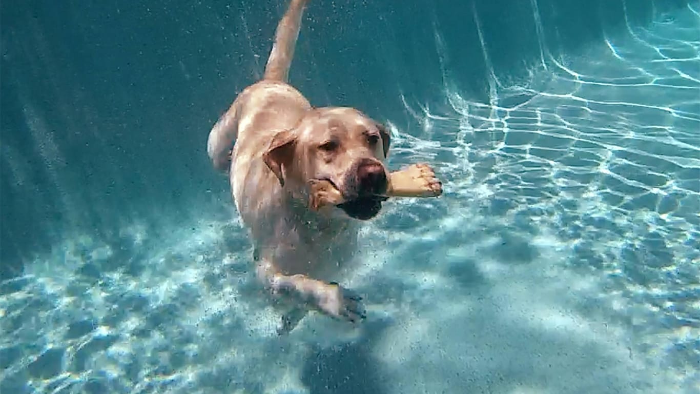 Ein Labrador taucht ins Schwimmbecken ein: Er trägt einen Knochen im Maul.