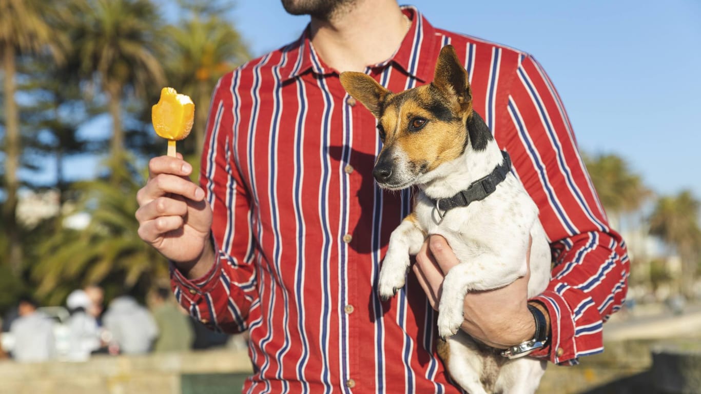 Ein Mann isst ein Eis und trägt seinen Hund: In der Eisdiele "Cassata" gibt es auch Eiscreme für Hunde.