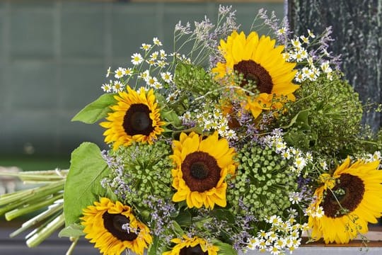 Sonnenblumen machen sich im Strauß gut zusammen mit zarten Kamillenblüten und Wiesensträuchern.