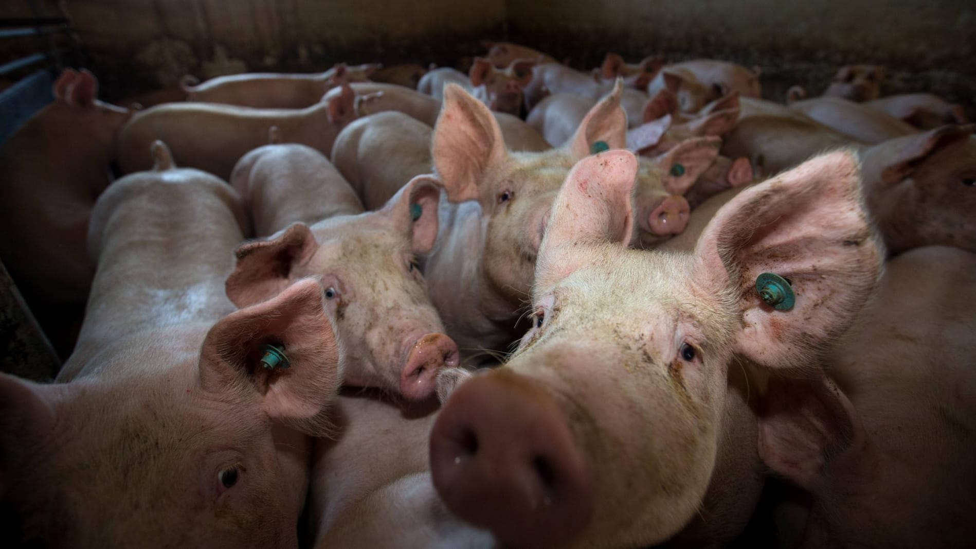 Schweinemast: Mit den Einnahmen einer Fleischsteuer könnten Ställe umgebaut werden, schlägt der Tierschutzbund vor.