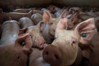 Schweinemast: Mit den Einnahmen einer Fleischsteuer könnten Ställe umgebaut werden, schlägt der Tierschutzbund vor.