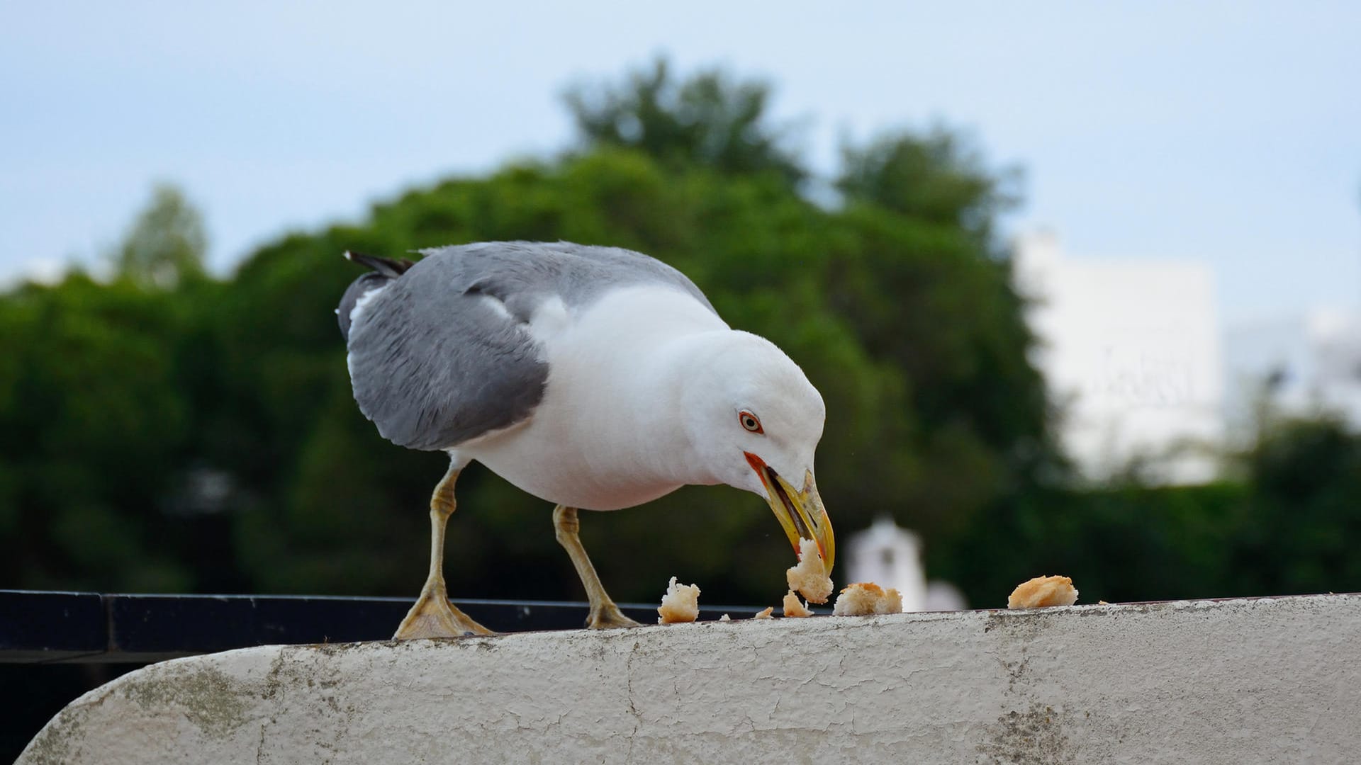 Eine Möwe frisst Brotstücke: In manchen deutschen Städten sollen Möwen nicht gefüttert werden.