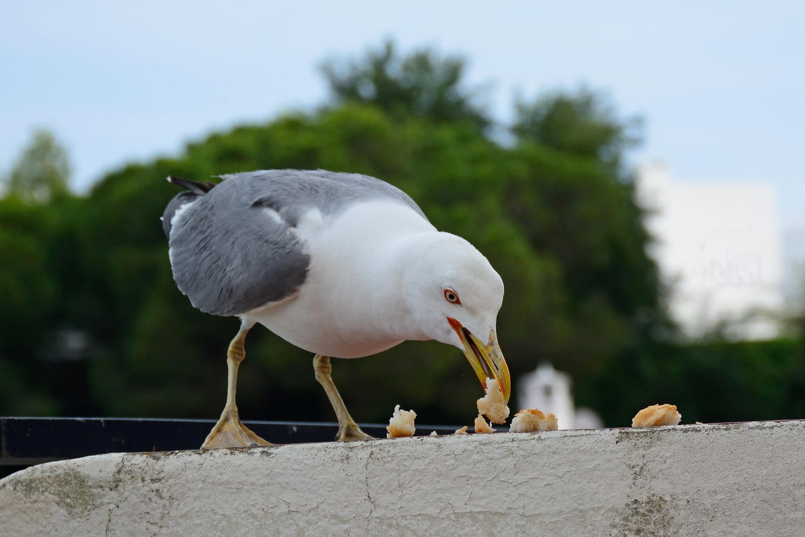 Eine Möwe frisst Brotstücke: In manchen deutschen Städten sollen Möwen nicht gefüttert werden.