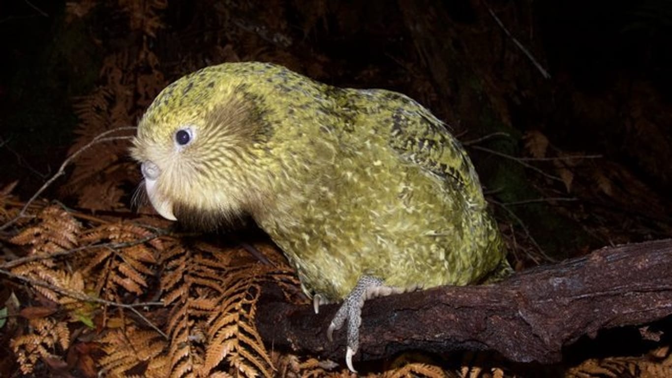 Kakapos leben auf dem Waldboden, legen dort ihre Eier und haben keinerlei Verteidigungsstrategien.