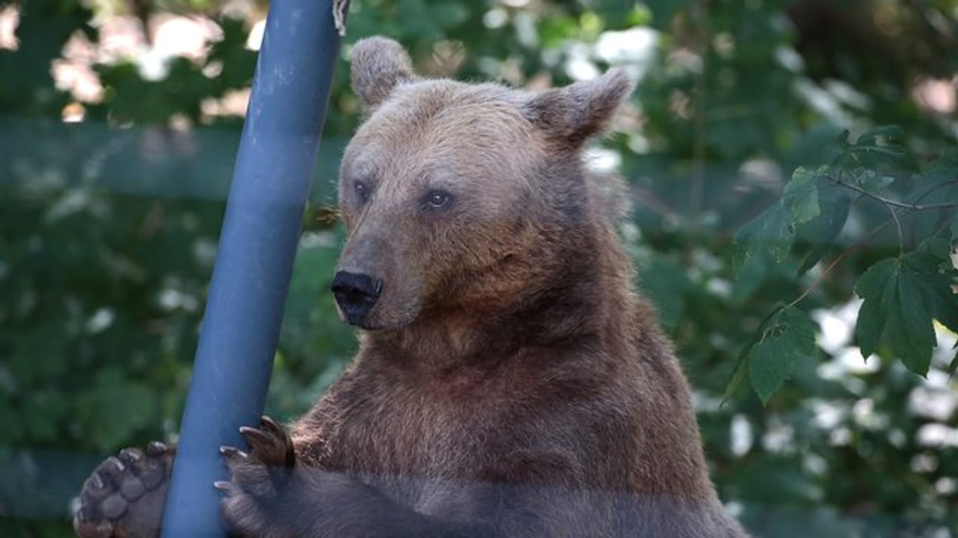 Ein Bär spielt im Gehege im Anholter Bärenwald.