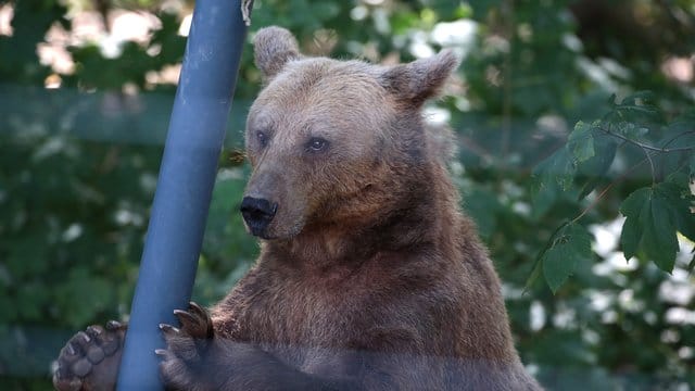 Ein Bär spielt im Gehege im Anholter Bärenwald.