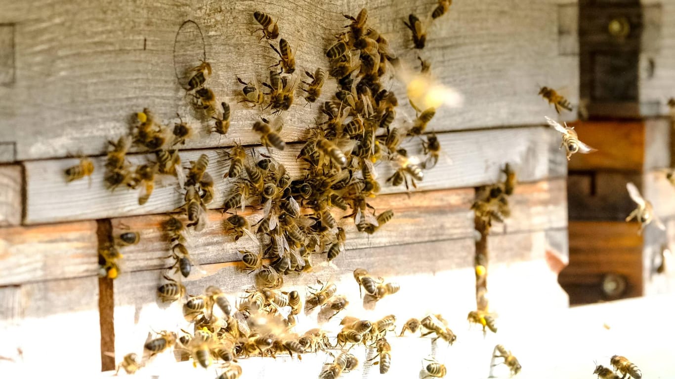 Dunkle Bienen: Eine Biene war die Ursache eines Unfalls in Mainz.