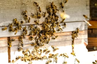 Dunkle Bienen: Eine Biene war die Ursache eines Unfalls in Mainz.