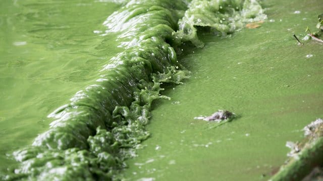 Blaualgenbefall in einem Gewässer: Direkter Kontakt mit Blaualgen kann Haut- und Schleimhautreizungen, Bindehautentzündungen und Ohrenschmerzen auslösen.