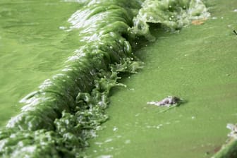 Blaualgenbefall in einem Gewässer: Direkter Kontakt mit Blaualgen kann Haut- und Schleimhautreizungen, Bindehautentzündungen und Ohrenschmerzen auslösen.