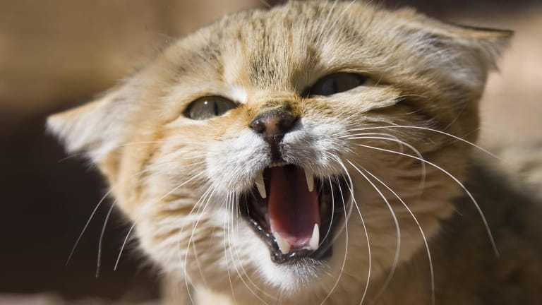 Wildkatzenunterart Felis silvestris lybica: Sie ist unter anderem in Nordafrika heimisch.