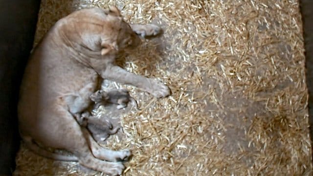 Die beiden Löwenjungtiere trinken bei der Löwin Kigali: Zunächst kümmerte sich die Mutter liebevoll um ihren Nachwuchs. (Archivbild)