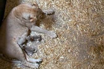 Die beiden Löwenjungtiere trinken bei der Löwin Kigali: Zunächst kümmerte sich die Mutter liebevoll um ihren Nachwuchs. (Archivbild)