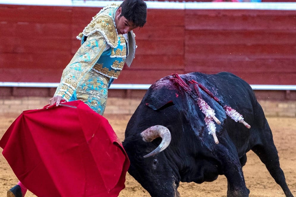Stierkampf in Andalusien: Der Stierkampf hat in Spanien eine lange Tradition.