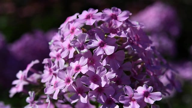 Der Phlox kann prächtig in strahlenden Farben erblühen - die Pflanze wird daher auch Flammenblume genannt.