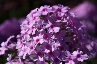 Der Phlox kann prächtig in strahlenden Farben erblühen - die Pflanze wird daher auch Flammenblume genannt.